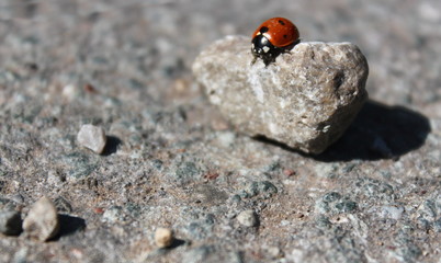 Red Lady bug sitting on a pebble stone in a desolate grey landscape