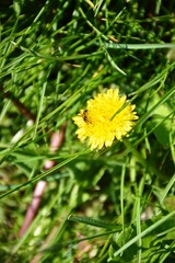 лето, растение, цветы, насекомое