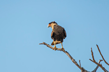 Caracara Bird on Perch