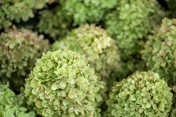 bunches of green hydrangea, light green petals