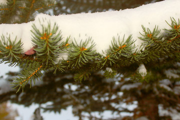 Christmas tree in the snow on a white background