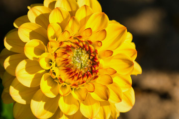 macro of an orange yellow dahlia flower in the sunshine