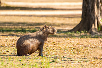 Capybara in The Sunlight