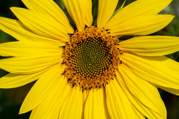 Sun flower in bloom