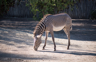 The Grévy's zebra in the zoological park in France.  