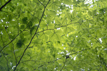 Tree branches with green leaves, view from below, blurry bokeh background, close up