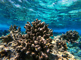 Underwater photo of coral reef and free space for your decoration 