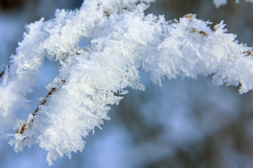 branches are covered with hoarfrost