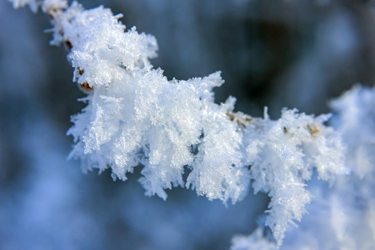 branches are covered with hoarfrost