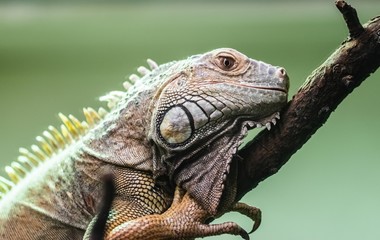 Green Iguana