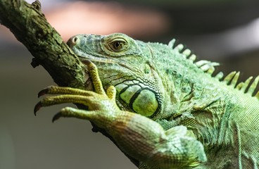 Green Iguana