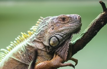 Green Iguana