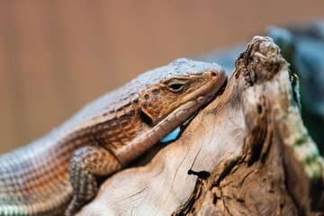 sudan plated lizard