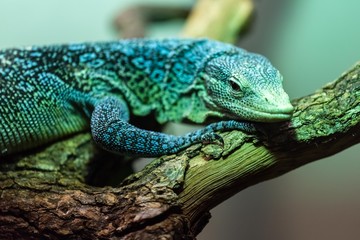 Blue Spotted Tree Monitor