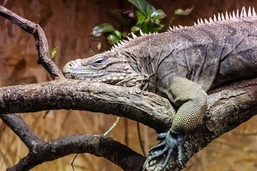 Cuban Rock Iguana
