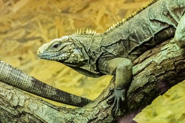 Cuban Rock Iguana