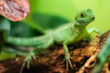 Green Basilisk