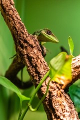 knight anole