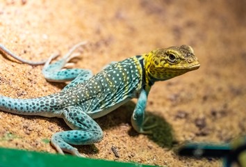 yellow-headed collared lizard