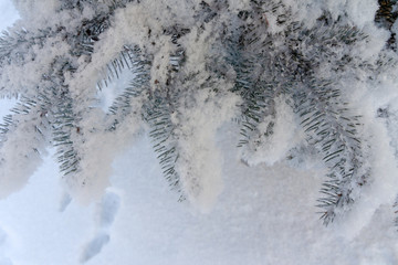 snow-covered spruce branches on snow background
