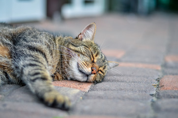 Naklejka premium Cat is having sweet dreams near the butcher's shop entrance. Low DOF.