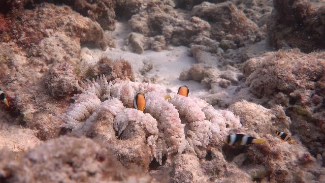 Clark's anemonefish and beaded sea anemone. 4K stock video footage