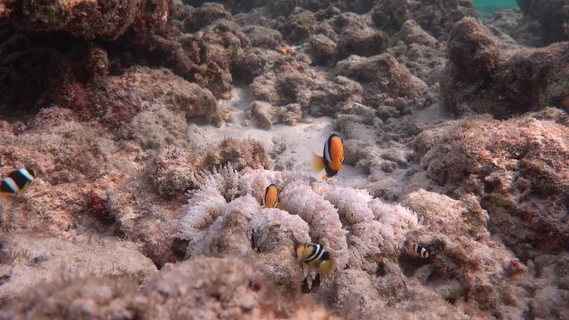 Yellowtail clownfish and beaded sea anemone. 4K stock video footage