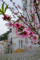 Blumen und Pflanzen am Wanderweg „Rota Vicentina“ (Historischer Weg, Fischerweg) im Süden von Portugal  