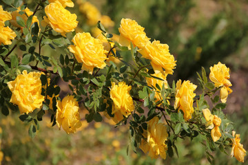 Climbing yellow roses closeup on blurred background, Persian Yellow, Foetida Persiana