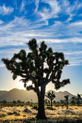 Obraz premium Backlit Joshua Tree under blue sky with wispy clouds.