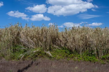 Blumen und Pflanzen am Wanderweg „Rota Vicentina“ (Historischer Weg, Fischerweg) im Süden von Portugal  