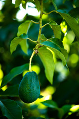 avocados growing on tree in orchard, mexicola avocado on tree, smooth avocado, green fruit, green leaves, young tree bearing fruit, avocado on tree