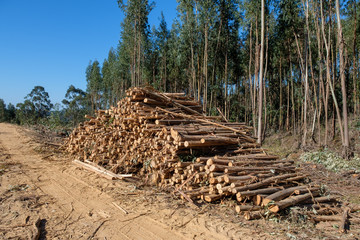 Abgeholte B&auml;ume an der &bdquo;Rota Vicentina&ldquo; (Historischer Weg, Fischerweg) im S&uuml;den von Portugal 