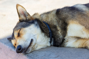 The old dog sleeps in the morning.