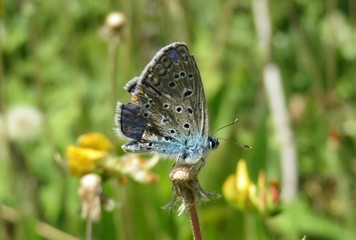 Fototapeta na wymiar Beautiful blue butterfly on flower
