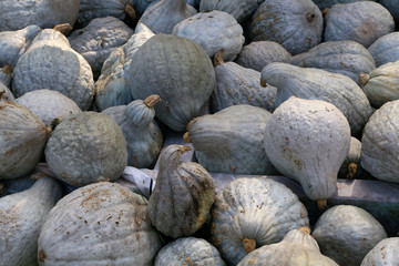Fresh healthy bio pumpkins on farmer agricultural market at autumn