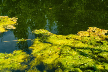Green algae pollution on the water surface. Ecological concept