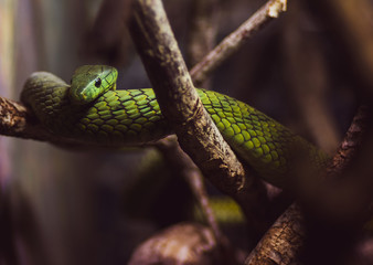 A green mamba snake on a tree