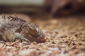 Portrait of a lizard sleeping in the sand