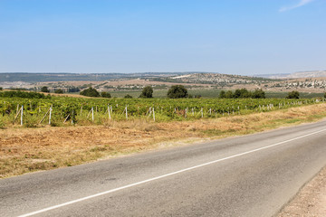 Landscape with vineyards by the road.