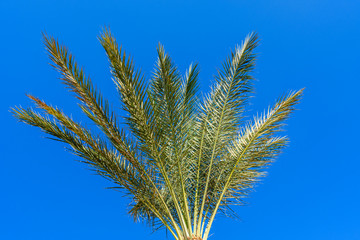 Green date palm tree against the blue sky