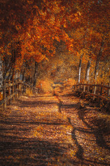 Fototapeta na wymiar Bonito caminho na floresta no Outono