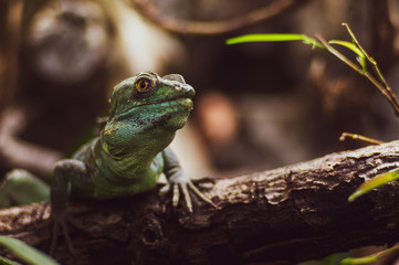 Portrait of a green lizard on a tree