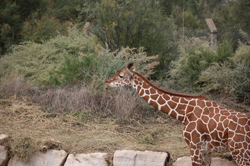 girafe au zoo