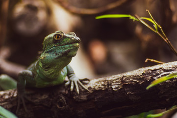Portrait of a green lizard on a tree