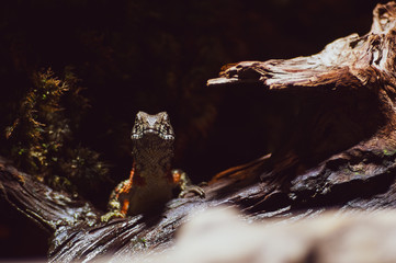 Portrait of a brown lizard on a tree stump