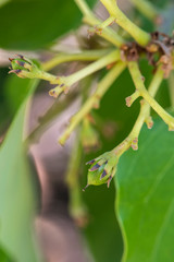 budding avocado tree, baby fruit on tree, fruit set avocado tree, green leaves, green fruit, close up setting fruit