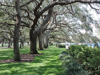 Obraz premium tree in the park