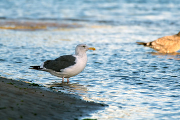 Southern California Seagulls roosting along the sandy shore of the beach as morning light illuminates the bird standing in water.