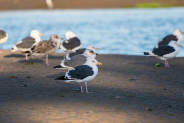 Southern California Seagulls roosting along the sandy shore of the beach as morning light illuminates the water.